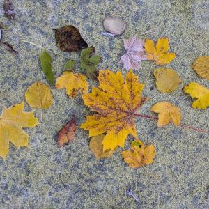 Zajęcia kształtujące świadomość ekologiczną/Jesienny spacer połączony z obserwacją zmian zachodzących w przyrodzie- jesienne liście/październik 2025/0b