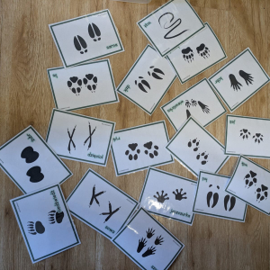 Zajęcia kształtujące świadomość ekologiczną/Mieszkańcy lasu/listopad 2025/0b